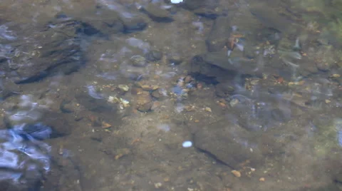 Fish swimming in the streams, top view over stream Stock Footage 44772888