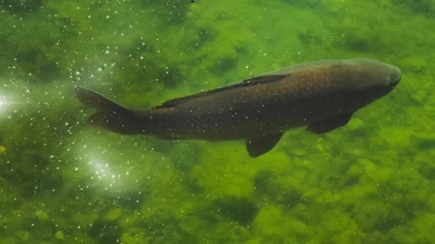 Fish Swimming Sunlight Reflections Slow Motion 4K Cinematic B-roll Footage Stock Footage 308009519