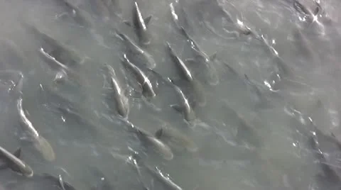 Fish swimming on surface of water Stock Footage 20376008
