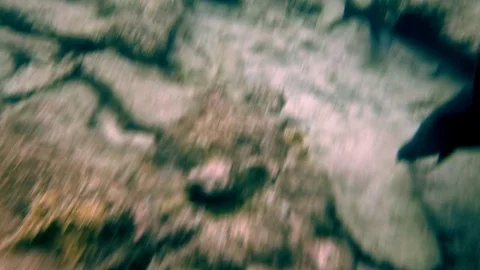 Fish swimming through a coral reef Stock Footage 77630053