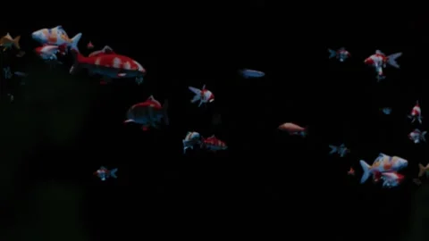 Fish Swimming Tons of Fish, Red Komodo, Fish Swim on Black Screen Video stock 244804554