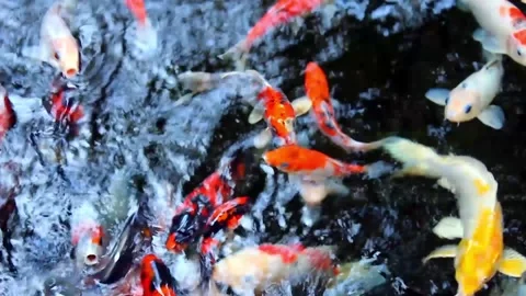Fish Swimming – Top View Aesthetic Movement Stock Footage 301700981
