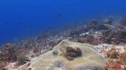 Fish swimming toward camera Vídeo Stock 11238525