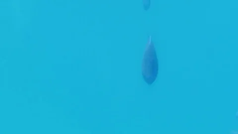 Fish swimming towards camera in ocean 4k Stock Footage 73338615