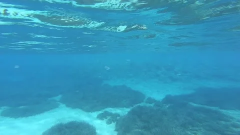 Fish swimming under the deep blue sea Stock Footage 172012703