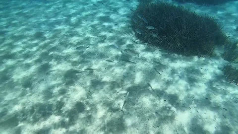 Fish swimming under the deep blue sea Stock Footage 172012882