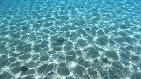Fish swimming under the deep blue sea Stock Footage 172012883