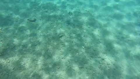 Fish swimming under the deep blue sea Stock Footage 172012953