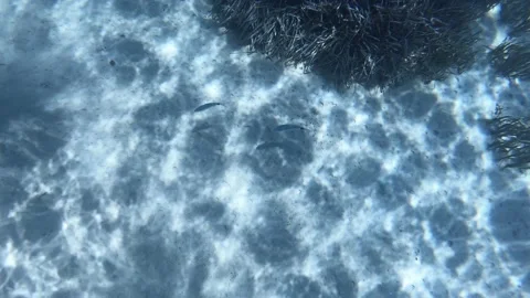 Fish swimming under the deep blue sea Stock Footage 172012965