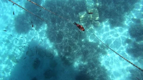 Fish swimming under the deep blue sea Stock Footage 172013817