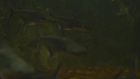 Fish swimming under water background 库存影片 246188018