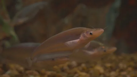 Fish swimming under water background 库存影片 246188065