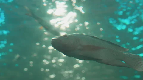 Fish swimming under water background Vídeo Stock 246188067