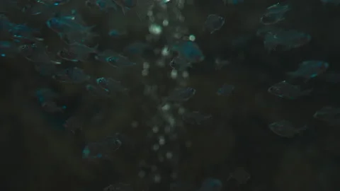 Fish swimming under water background Video stock 246204016