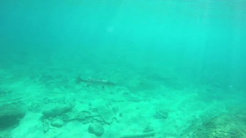 A fish swimming under water Stock Footage 155394478