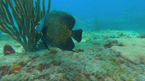 A fish swimming under water Video stock 155395521