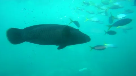 A fish swimming under water Stock Footage 155395600