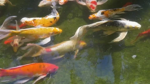 A fish swimming under water Stock Footage 155397727