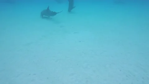 A fish swimming under water Video stock 155399566