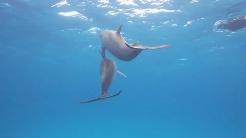 A fish swimming under water Video stock 155401098