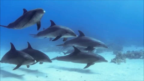 A fish swimming under water Stock Footage 155403183