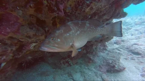 A fish swimming under water Stock Footage 155403684