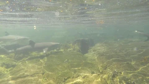A fish swimming under water Video stock 155404997