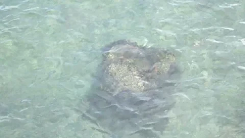 A fish swimming under water Stock Footage 156014202