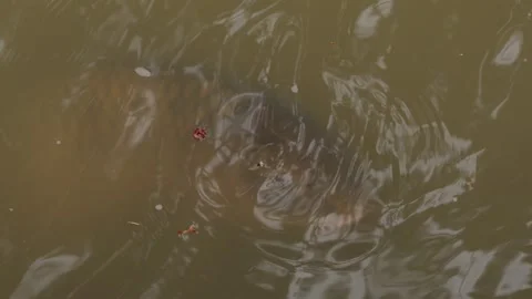 Fish Swimming Under Water Surface with Light Reflections Видео 333357085