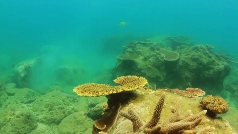 Fish swimming undersea Video stock 88889747
