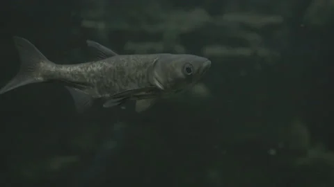 Fish Swimming Underwater And To The Surface - Camera Following Stock Footage 149503548