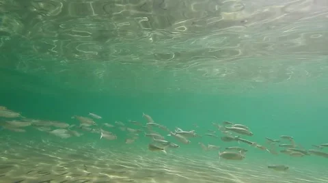 Fish Swimming Underwater at the Beach Stock Footage 48945331