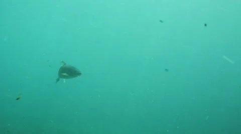 Fish swimming underwater Stock Footage 51747458