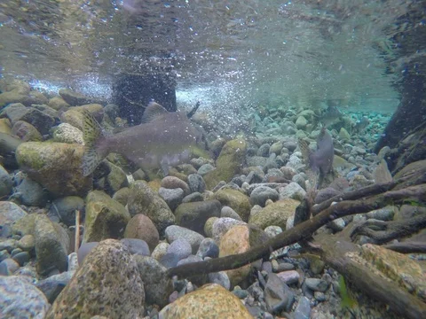Fish Swimming Underwater Stock Footage
