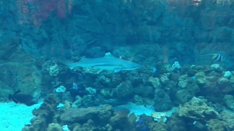 Fish swimming underwater Stock Footage 81917870