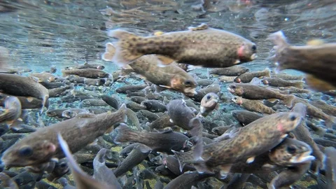 Fish swimming underwater Stock Footage