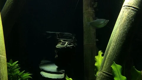 Fish swimming underwater Stock Footage 107745628