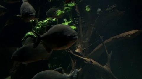 Fish swimming underwater Stock Footage 107745643