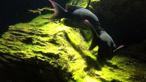 Fish swimming underwater Stock Footage 107745849