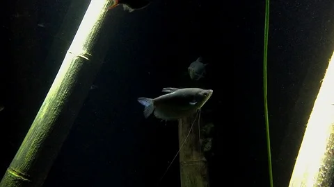 Fish swimming underwater Stock Footage 107745897