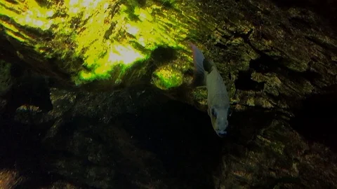 Fish swimming underwater Stock Footage 107746003