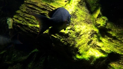 Fish swimming underwater Stock Footage 107746055