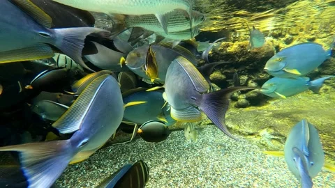 Fish swimming underwater Video stock 136868495