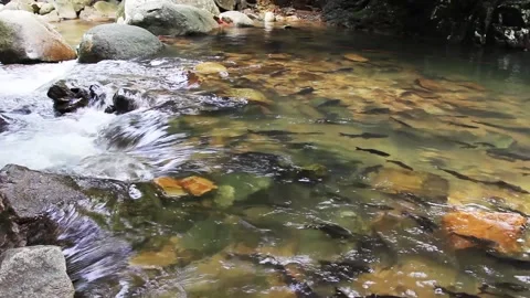 Fish swimming upstream in the cascade. Stock Footage 220477232