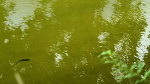 Fish swimming upstream Stock Footage 8635190