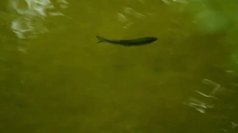 Fish swimming upstream Stock Footage 8635349
