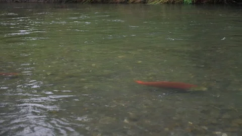 Fish swimming upstream Stock Footage 115509394