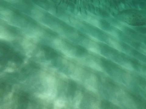 Fish swimming by waimea bay Stock Footage 80970718