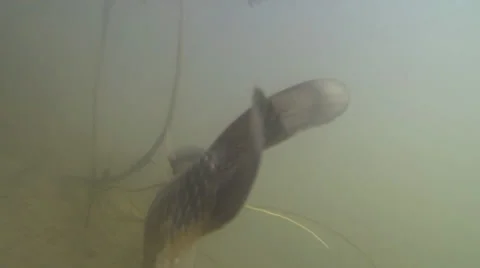 Fish swimming in the water column Video stock 38015629