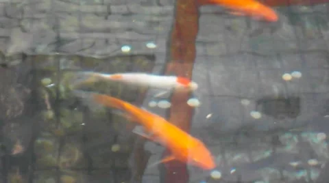 The fish swimming in the water Stock Footage 47343401